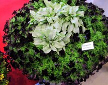 21 ������ ������� Benary
